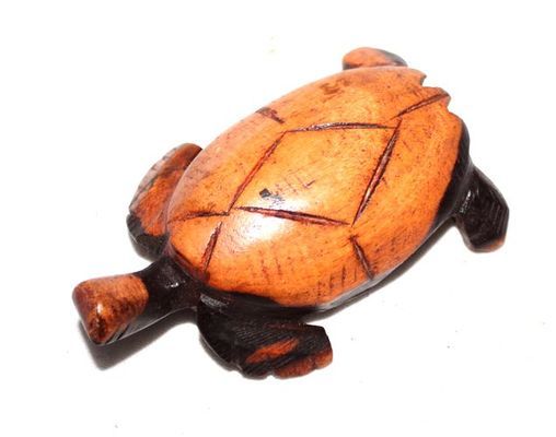 Tortue_0540